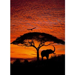 KOMR 105-4 african-sunset Fototapeta Komar