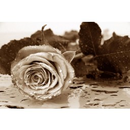 Fototapeta na stenu štvordielna FTS 0086 ruže