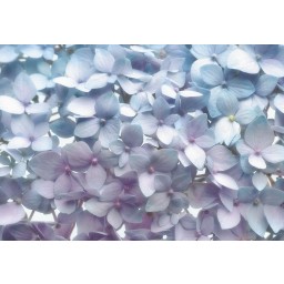 KOMR 169-8 Papierová Utierateľné fototapety na stenu Komar Light Blue blankytné kvietky, veľkosť