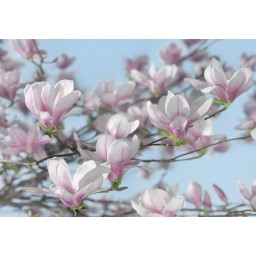 KOMR 837-8 Magnolia - Fototapeta Komar, veľkosť 368 x 254 cm