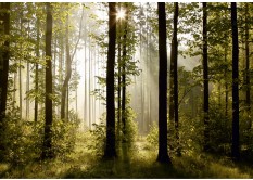 FTN S 2447 AG Design vliesová fototapeta 4-dielna Morning forest, veľkosť 360 x 270 cm