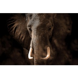 FTNXXL 3016 AG Design vliesová fototapeta 4-dielna Elephant - slon, veľkosť 360 x 270 cm
