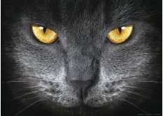 FTN M 2640 AG Design vliesová fototapeta na stenu 1-dielna Oči - Eyes, veľkosť 160 x 110 cm