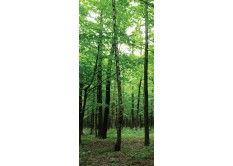 FTN V 2920 Vliesová fototapeta dverná Forest, veľkosť 90 x 202 cm