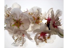 FTN XXL 0385 AG Design vliesová fototapeta 4-dielna - Tendermess, veľkosť 360 x 270 cm