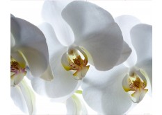 FTN XXL 0466 AG Design vliesová fototapeta 4-dielna - White orchid, veľkosť 360 x 270 cm