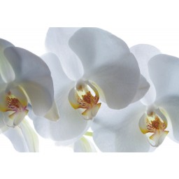 FTSs0832 Obrazová fototapety na stenu jednodielna Orchidea, veľkosť 180 x 127 cm