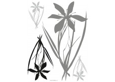 F 0443 AG Design Samolepiace dekorácie - samolepka na stenu - Flora black grey, veľkosť 65 cm x 85 cm