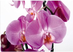 FTN S 2459 AG Design vliesová fototapeta 4-dielna Violet orchid big, veľkosť 360 x 270 cm