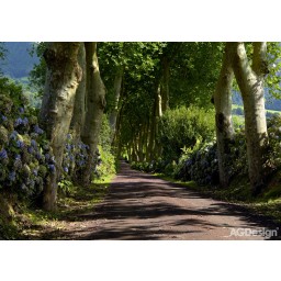 Fototapeta na stenu štvordielna FTS1303 alej, veľkosť 360 x 254 cm