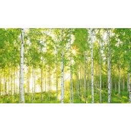 KOMR 915-4 XXL Vliesová fototapeta Komar brezy, veľkosť 368x248 cm
