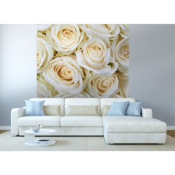 MS-3-0137 Vliesová obrazová fototapeta White Roses, veľkosť 225 x 250 cm