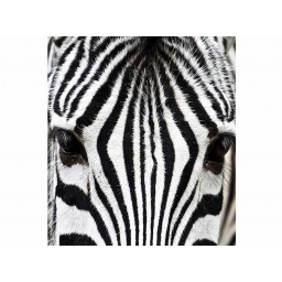 MS-3-0234 Vliesová obrazová fototapeta Zebra, veľkosť 225 x 250 cm