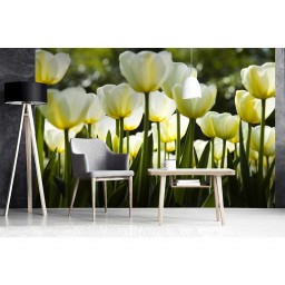 MS-5-0127 Vliesová obrazová fototapeta White Tulips, veľkosť 375 x 250 cm