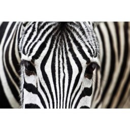 MS-5-0234 Vliesová obrazová fototapeta Zebra, veľkosť 375 x 250 cm