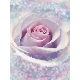 KOMR 020-2 XXL Vliesová fototapeta Komar - Delicate Rose - kvet ruže, veľkosť 368x248 cm