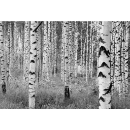 KOMR 320-4 XXL Vliesová fototapeta na stenu Komar brezový háj, brezy čiernobiele, veľkosť
